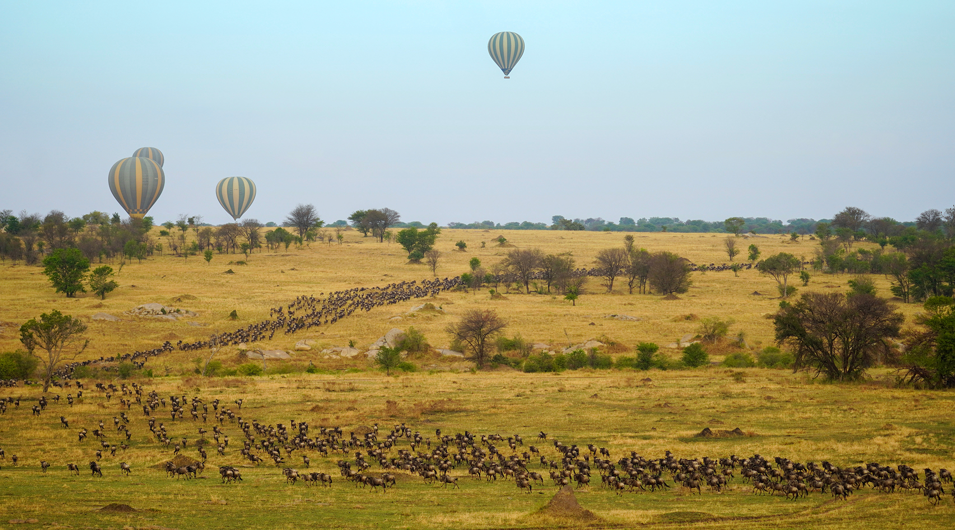 Hot air balloons over the Great Migration in Tanzania