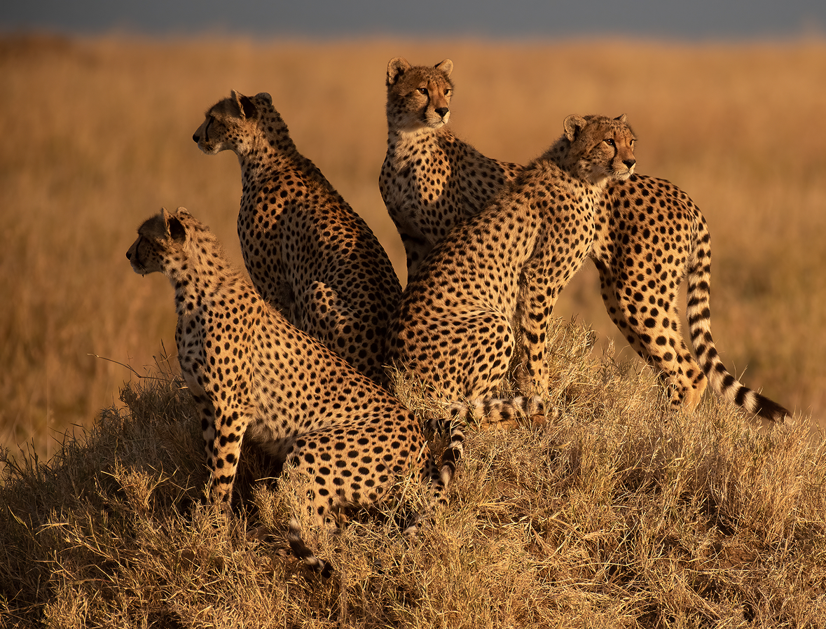Cheetah family wildlife photography in Serengeti grassland