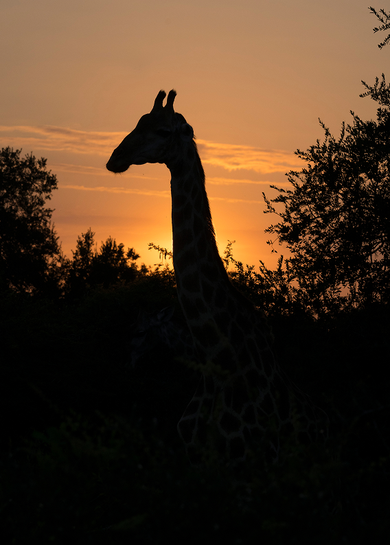 Giraffe silhouette against orange African sunset