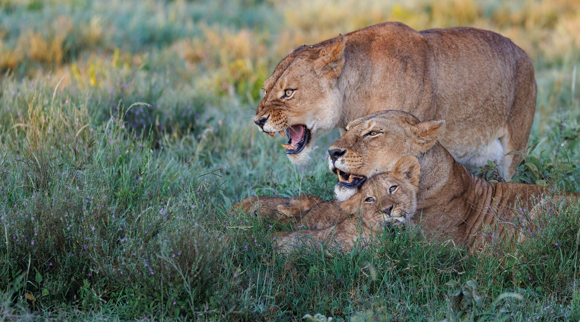 Lion family with cubs in Tanzania grassland